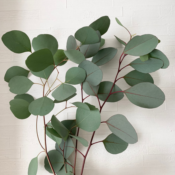 ✾ ユーカリ ポポラスベリー ✾ ポポラス フレッシュ ✾ ユーカリポポ