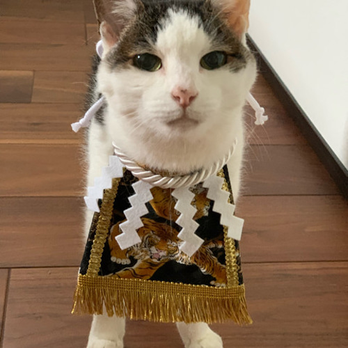 楽天市場】【ポイント5倍】猫 顔 刺繍 ポーチ ケース キャット