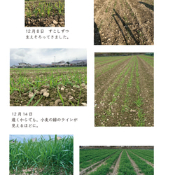 無農薬栽培の小麦　あらびきさん　200g　オーガニック　石臼挽き小麦 3枚目の画像