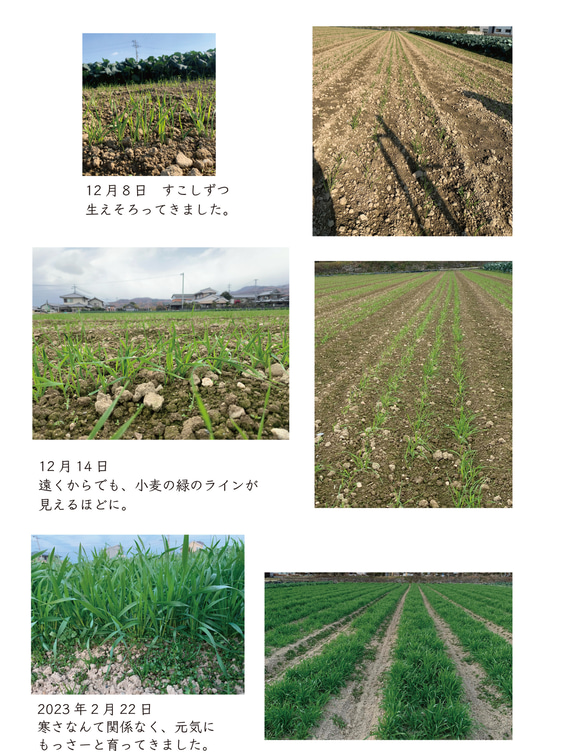 無農薬栽培の小麦　あらびきさん　200g　オーガニック　石臼挽き小麦 3枚目の画像