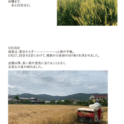 無農薬栽培の小麦　あらびきさん　200g　オーガニック　石臼挽き小麦 4枚目の画像