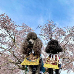 【こだわり・中】ワンちゃん化粧まわし《飛翔する鷹と富士山・青》【名入れOK】こどもの日・端午の節句・初節句記念撮影衣装 19枚目の画像