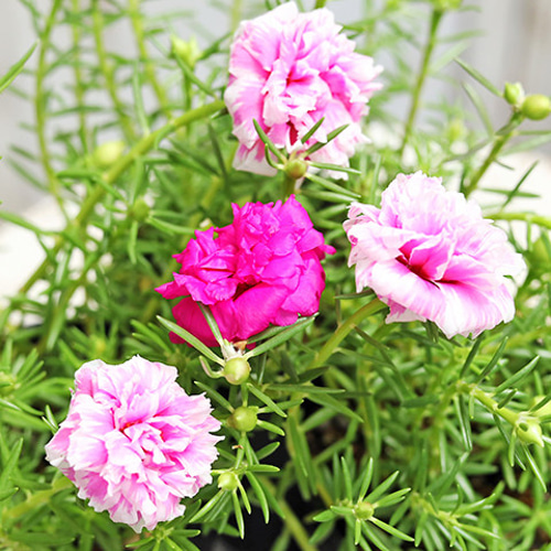 花苗 八重咲き 松葉牡丹 マツバボタン リトルマーメイド 2.5号 バラ