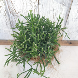 リプサリス プリスマティカ　観葉植物 6枚目の画像