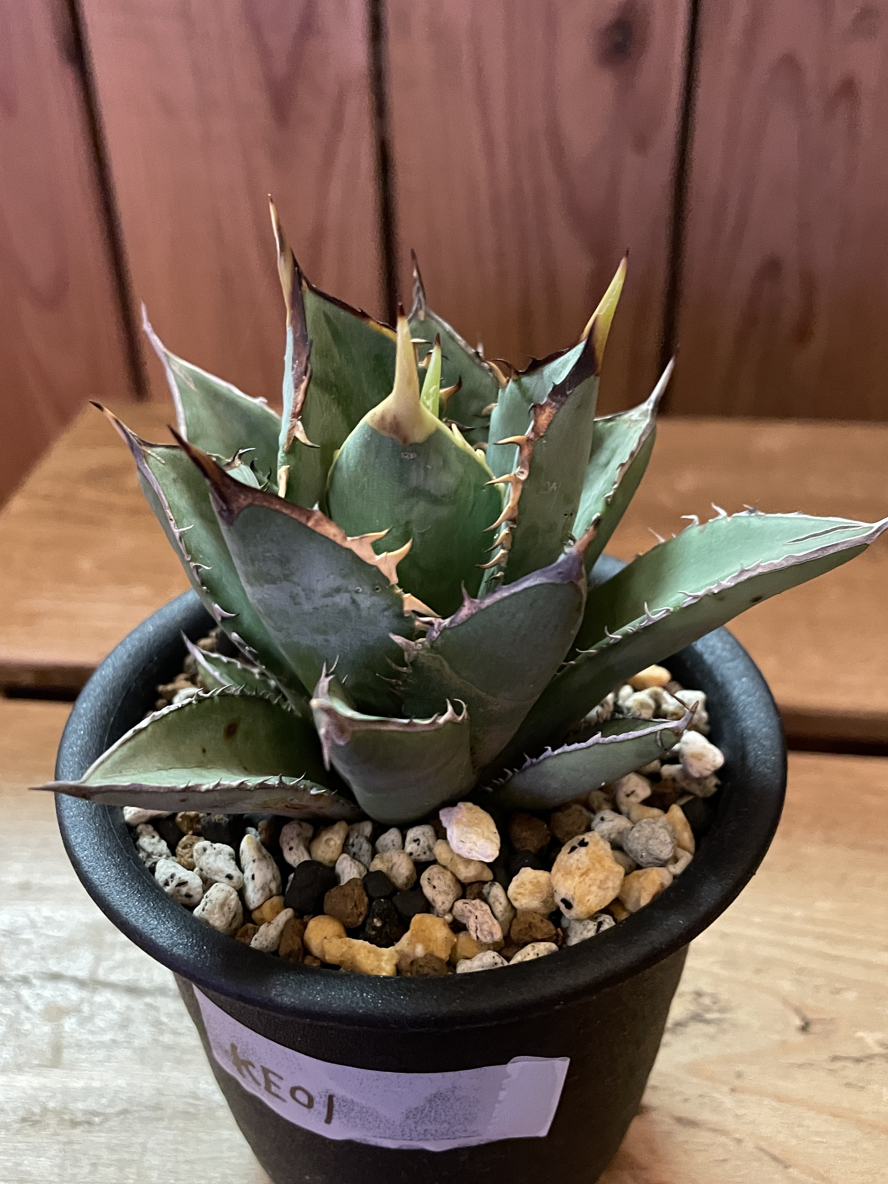 アガベ 蟹二頭 黒鉢 アガベ 蟹二頭 黒鉢 アガベ 蟹二頭 黒鉢 アガベ チタノタ カニ 仔