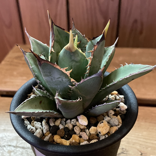 アガベ チタノタ 剣竜 多肉植物 TumbleWeed 通販 16488014｜Creema