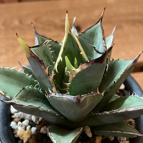 アガベ チタノタ 剣竜 多肉植物 TumbleWeed 通販 16488014｜Creema