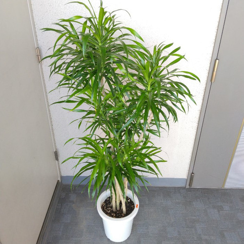 現品】ドラセナ リフレクサ プレオメラ 樹形綺麗 ボリューム◎ 高さ140