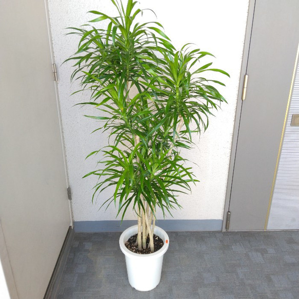 プレオメレ・リフレクサ | FEEL THE GREEN | 姫路の観葉植物取扱店舗