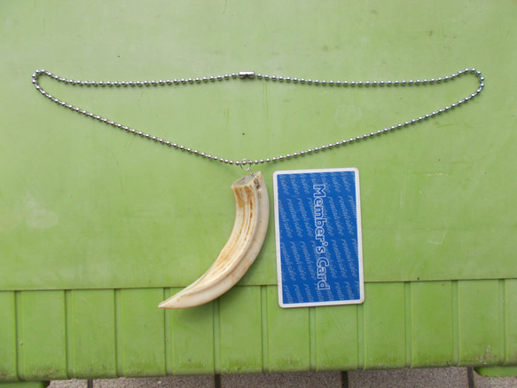 アンティークのイノシシの牙　ネックレス イノシシの牙ネックレス その他素材 手作り君 通販 16488839