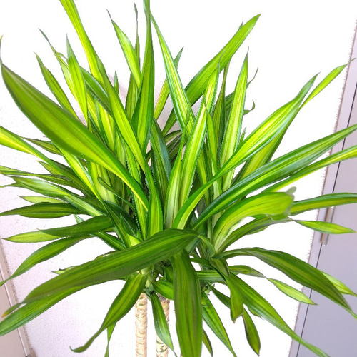 現品】希少種 珍しい ドラセナ デレメンシス リッキー 斑入り 樹形綺麗