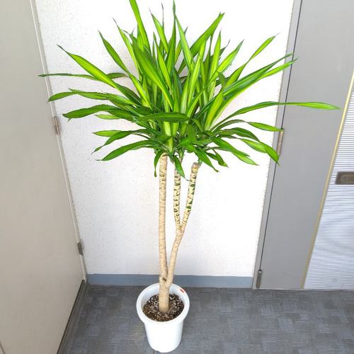 現品】希少種 珍しい ドラセナ デレメンシス リッキー 斑入り 樹形綺麗