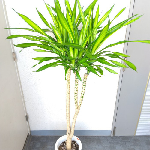 現品】希少種 珍しい ドラセナ デレメンシス リッキー 斑入り 樹形綺麗