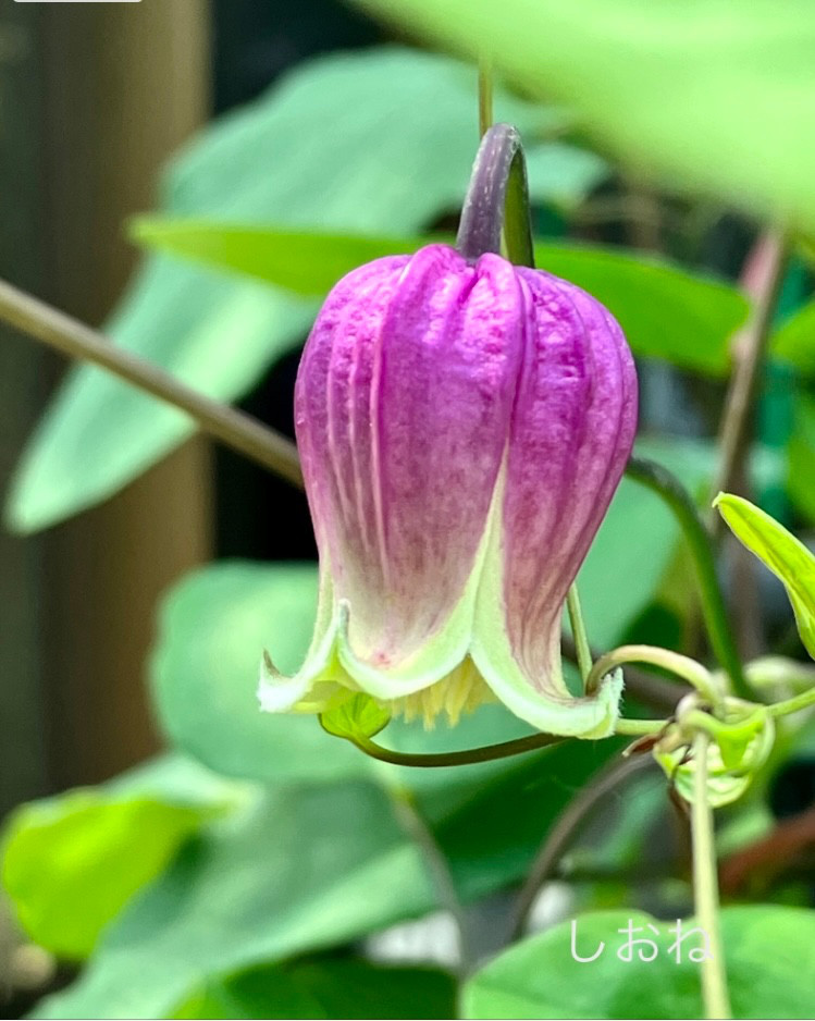ヴィオルナ系壺型クレマチス20粒 多肉植物 植花夢 通販 16488956