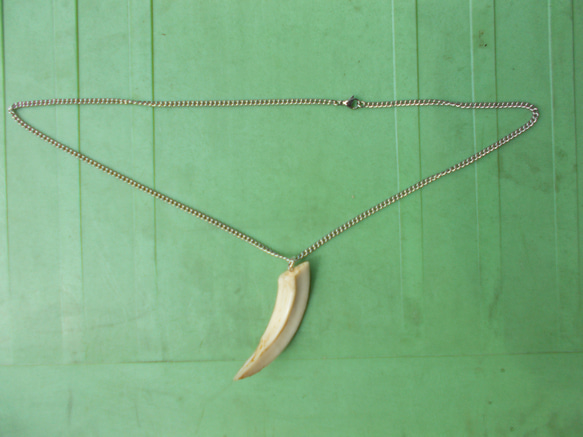 アンティークのイノシシの牙　ネックレス アンティークのイノシシの牙 ネックレス