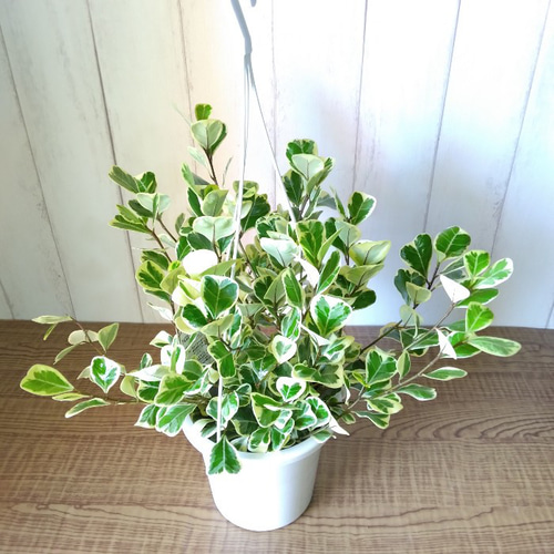 【再入荷】フィカス スウィートハート 2株 登録品種 観葉植物 calmcafe 希少】フィカス スウィートハート 2株植え 大型 観葉植物 calm