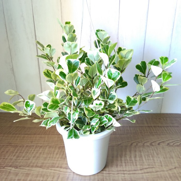 フィカス・スウィートハート 観葉植物 ボリューム◎ 5号鉢 吊り
