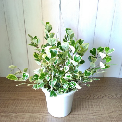 フィカス・スウィートハート 観葉植物 ボリューム◎ 5号鉢 吊り鉢