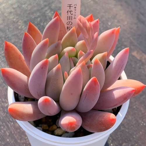 ☆千代田の松 多肉植物 自家栽培 国産 多肉植物 美✴︎taniku 通販  