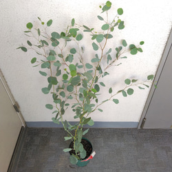 ユーカリポポラス　ハーブ　可愛いインテリアグリーン　高さ105以上　人気の観葉植物　丸葉　ギフト 3枚目の画像