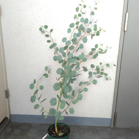 ユーカリポポラス　ハーブ　可愛いインテリアグリーン　高さ105以上　人気の観葉植物　丸葉　ギフト 11枚目の画像