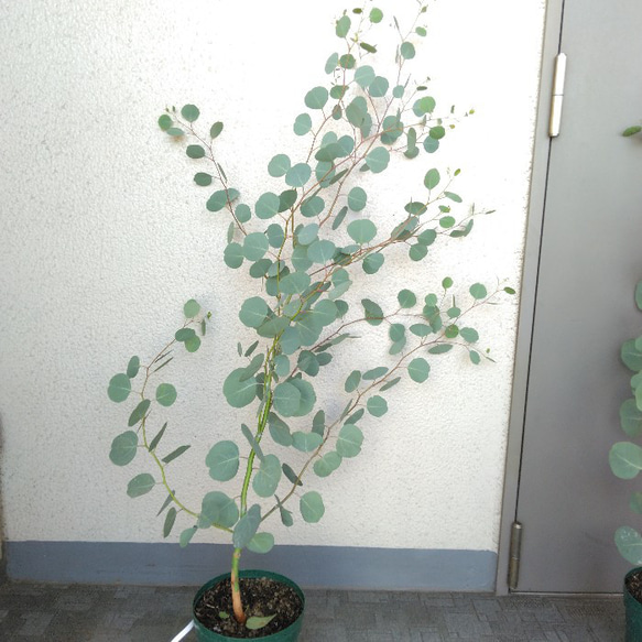 ユーカリポポラス　ハーブ　可愛いインテリアグリーン　高さ105以上　人気の観葉植物　丸葉　ギフト 8枚目の画像