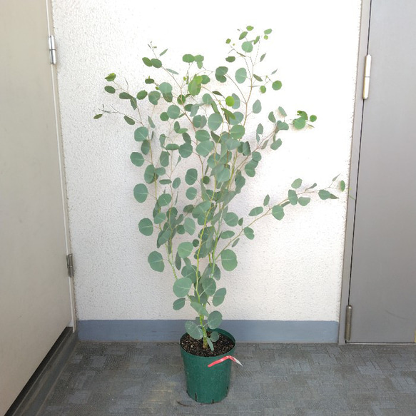 ユーカリポポラス　ハーブ　可愛いインテリアグリーン　高さ105以上　人気の観葉植物　丸葉　ギフト 1枚目の画像