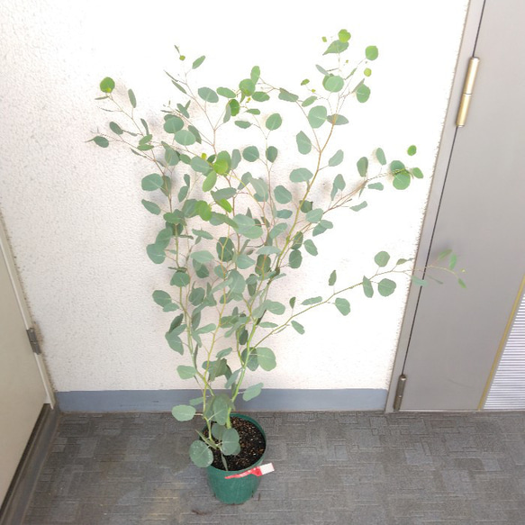 ユーカリポポラス　ハーブ　可愛いインテリアグリーン　高さ105以上　人気の観葉植物　丸葉　ギフト 6枚目の画像
