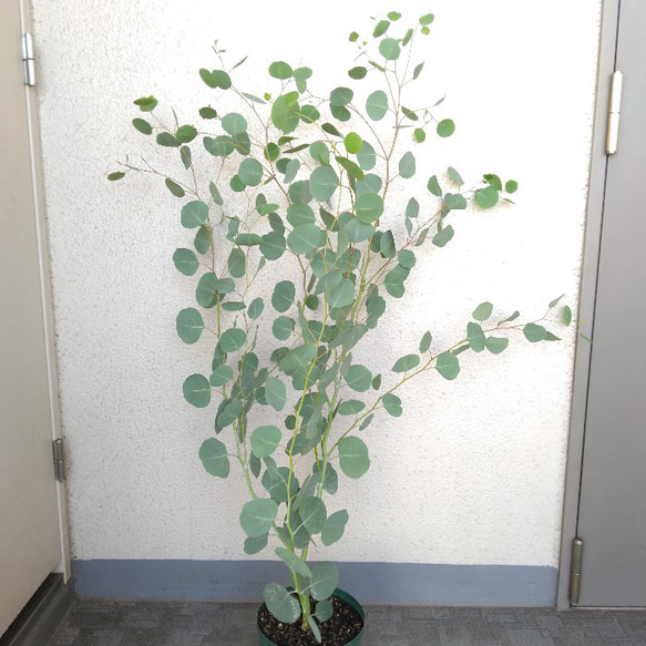 ユーカリポポラス　ハーブ　可愛いインテリアグリーン　高さ105以上　人気の観葉植物　丸葉　ギフト 2枚目の画像
