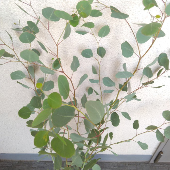 ユーカリポポラス　ハーブ　可愛いインテリアグリーン　高さ105以上　人気の観葉植物　丸葉　ギフト 5枚目の画像