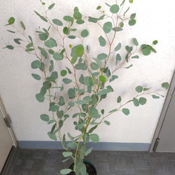 ユーカリポポラス　ハーブ　可愛いインテリアグリーン　高さ105以上　人気の観葉植物　丸葉　ギフト 4枚目の画像
