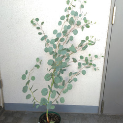 ユーカリポポラス　ハーブ　可愛いインテリアグリーン　高さ105以上　人気の観葉植物　丸葉　ギフト 10枚目の画像