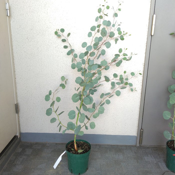 ユーカリポポラス　ハーブ　可愛いインテリアグリーン　高さ105以上　人気の観葉植物　丸葉　ギフト 7枚目の画像