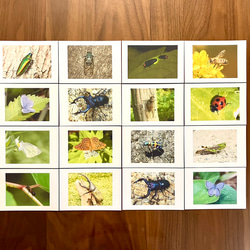 右脳が目覚める‼︎ フラッシュカード昆虫　50枚 3枚目の画像