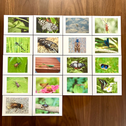 右脳が目覚める‼︎ フラッシュカード昆虫　50枚 2枚目の画像
