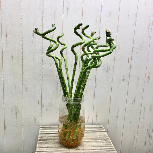 幸運竹 スパイラルバンブー ミリオンバンブー 60cm 10本