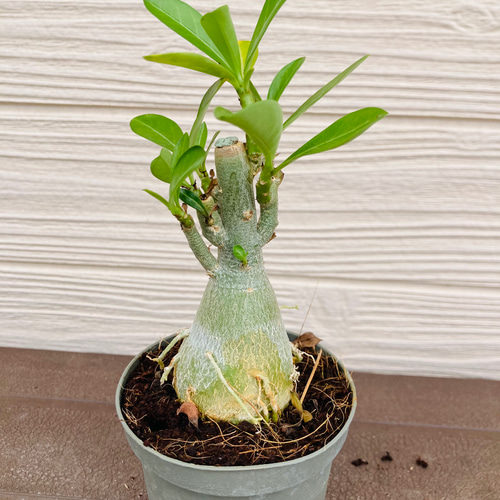 アデニューム アデニウム ☆観葉植物 多肉植物 塊根植物