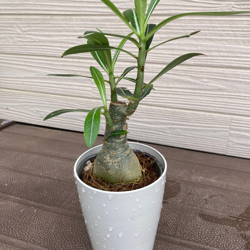 アデニューム アデニウム ☆観葉植物 多肉植物 塊根植物