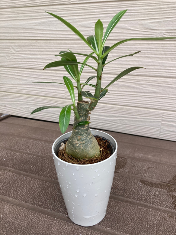 アデニューム アデニウム ☆観葉植物 多肉植物 塊根植物コーデックス