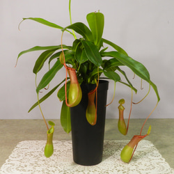 ウツボカズラ　鉢ごと発送 食虫植物：ネペンテス（うつぼかずら）3号鉢 の通販 | 園芸ネット