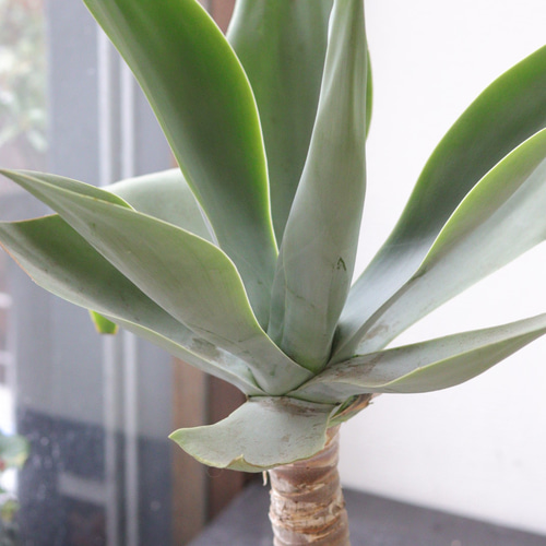 ひ*ー様 アガベ アテナータ 幹立ち株 葉先90cm 白鉢付き 観葉植物 ドライ ひ*ー様 アガベ アテナータ 幹立ち株 葉先90cm 白鉢付き 観葉