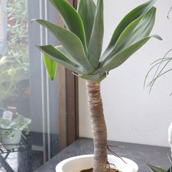 幹長め！大きなアガベアテナータ鉢植え その他インテリア雑貨 トータル