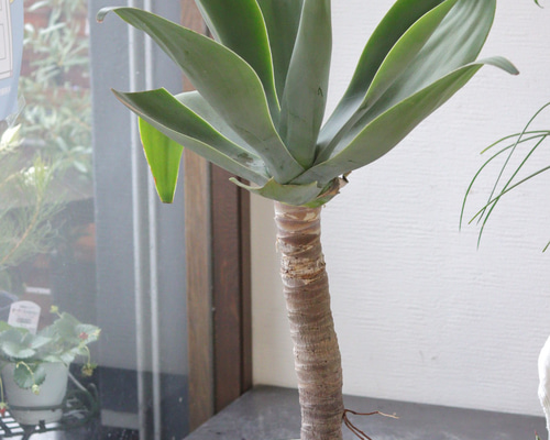 ⭐アガベ ・アテナータ(特大)⭐ アガベ アテナータ 』🌱 存在感抜群の大きめサイズです✨️ ロゼット状