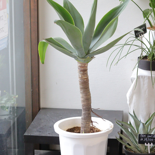 幹長め！大きなアガベアテナータ鉢植え その他インテリア雑貨 トータル
