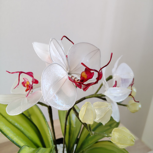 胡蝶蘭♡ホワイト♡鉢植え♡アメリカンフラワー♡ディップアート 胡蝶蘭♡ホワイト♡鉢植え♡アメリカンフラワー♡ディップアート