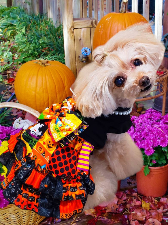 犬服ハンドメイド♡ミィモ♡ハロウィンワンピース♡ヘッドドレス 犬服 ハロウィンワンピース 黒／キャンディ・オバケ 送料無料