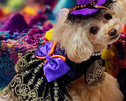 THATS SO FETCH B ワンピース チューブトップ ハロウィン 仮装 THATS SO FETCH B ワンピース チューブトップ ハロウィン 仮装