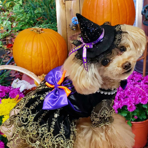 犬服ハンドメイド♡ミィモ♡ハロウィンワンピース♡ヘッドドレス 犬服/猫服 ハロウィンワンピース ブラック&Goldスカラップレース