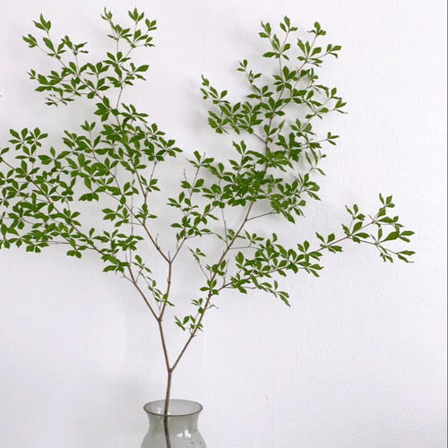 信州産 ドウダンツツジ 80cm×1本 送料着払い 山採り 自然樹形 枝もの
