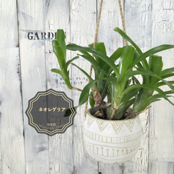 ビカクシダ ネザーランド コルク壁掛け　観葉植物 ccefa927aa07a6e0d9b1ad3b214c67